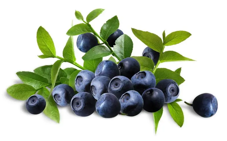 blueberry 3