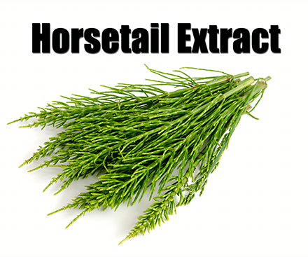 The Secret Benefits of Horsetail Extract: Nature’s Hidden Gems