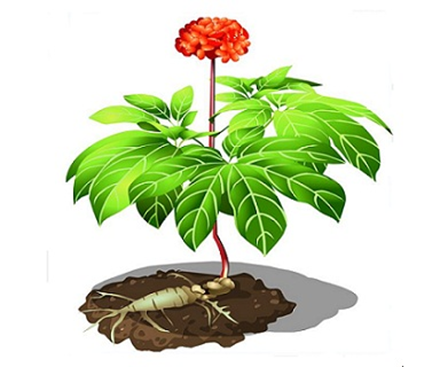 Properties, uses and production process of Panax notoginseng extract