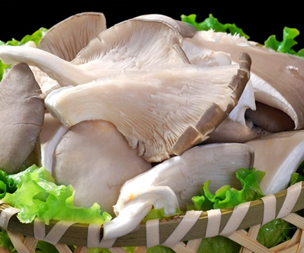 The Power of Organic Oyster Mushroom (Pleurotus Ostreatus) Extract