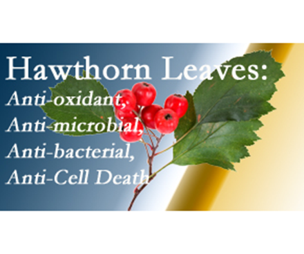 Minster Chiropractic Nutrition Info: Hawthorn Extract Is Anti-Oxidant and Anti-Cell Death