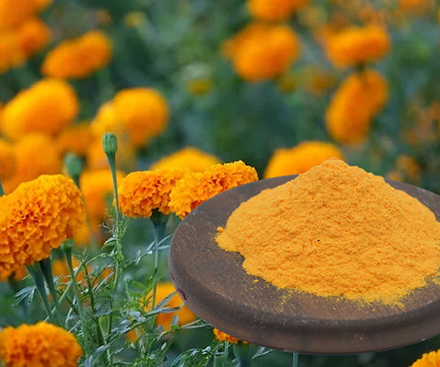 Lutein Powder  Main functions: Protect eyes，Prevent cell senescence