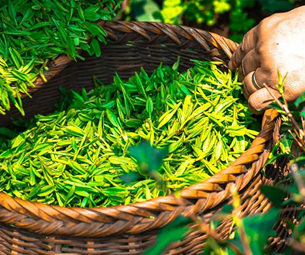 Green tea extract | Master the health code and enjoy a better life