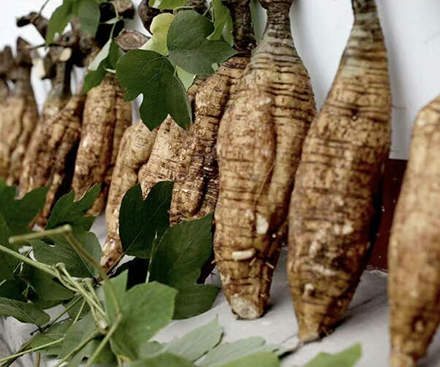 What is Pueraria lobata and why is Pueraria lobata called “Asian ginseng”?