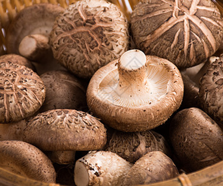 Main Uses of Shiitake Mushroom Extract